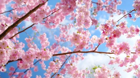 Blooming flowers sakura tree in spring video 4k Stock Footage 266695534