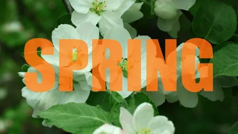 Blooming flowers showcase the arrival of spring in a vibrant garden filled with Stock Footage 321085439
