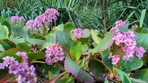 Blooming flowers in the spring Stock Footage 236972721