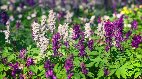 Blooming flowers in the spring forest Stock Footage 50466800