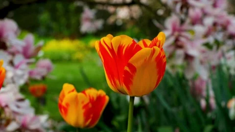 Blooming flowers in a spring garden Stock Footage 297476440