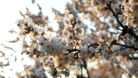 Blooming flowers spring park Stock Footage 125898007