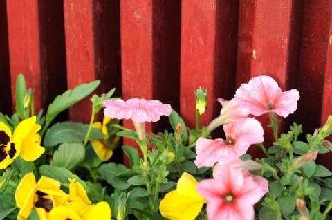 Blooming flowers in spring Foto stock