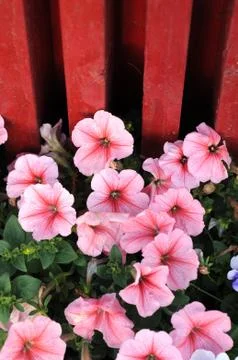 Blooming flowers in spring Stock Photos