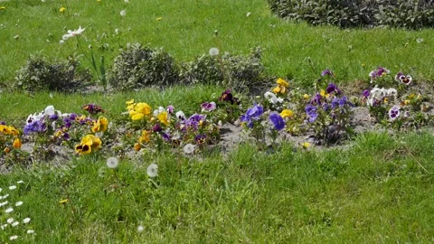 Blooming flowers in spring. Violets are colorful during the flowering period. Vídeos de archivo 263915949