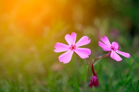 Blooming flowers with sunlight effect Stock Photos