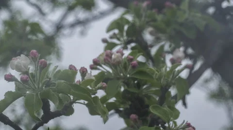 Blooming Flowers Timelapse Video stock 68848879