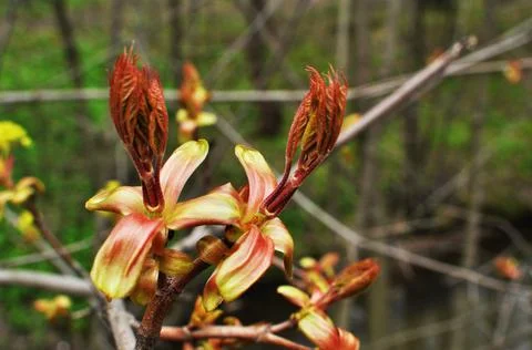 Blooming flowers of the tree. Stock Photos