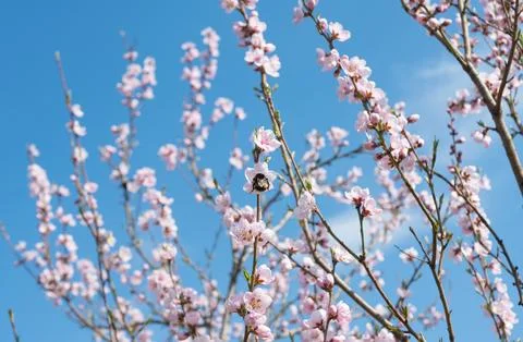 Blooming flowers on a tree Stock Photos