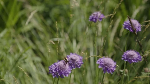 Blooming flowers in the wind with insects Video stock 258416077