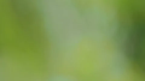 Blooming fluffy dandelion on field in spring Stock Footage 136027671