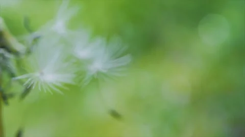Blooming fluffy dandelion on field in spring Stock Footage 136027696