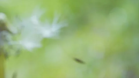Blooming fluffy dandelion on field in spring Stock Footage 136027720