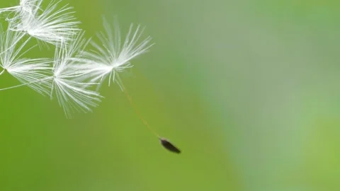 Blooming fluffy dandelion on field in spring Stock Footage 136124835