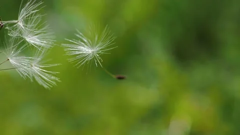 Blooming fluffy dandelion on field in spring Stock Footage 136124900