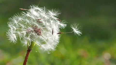 Blooming fluffy dandelion on field in spring Stock Footage 142041812