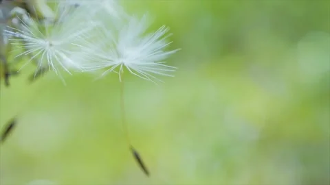 Blooming fluffy dandelion on field in spring Stock Footage 142041852