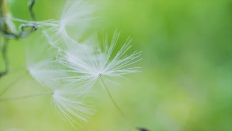 Blooming fluffy dandelion on field in spring Stock Footage 142041883