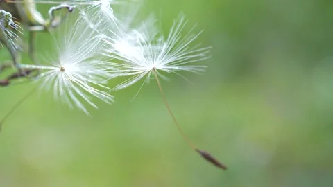 Blooming fluffy dandelion on field in spring Stock Footage 144950079