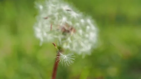 Blooming fluffy dandelion on field in spring Stock Footage 150654907