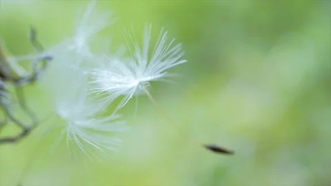 Blooming fluffy dandelion on field in spring Stock Footage 150655330