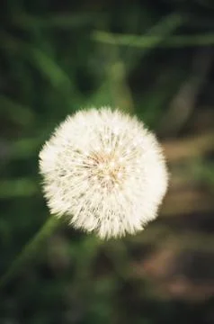 Blooming fluffy dandelion Stock Photos