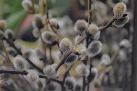 Blooming fluffy willow branches in spring close-up on nature. Vintage muted t Stock Photos