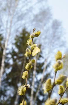 Blooming fluffy willow branches in spring close-up on nature. Vintage muted t Stock Photos