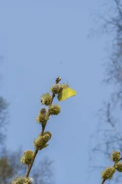 Blooming fluffy willow branches in spring close-up on nature. Vintage muted t Stock Photos