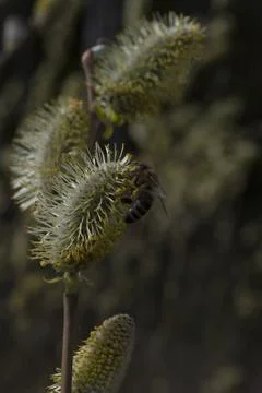 Blooming fluffy willow branches in spring close-up on nature. Vintage muted t Stock Photos