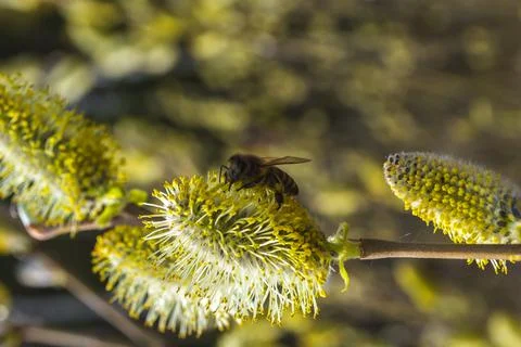 Blooming fluffy willow branches in spring close-up on nature. Vintage muted t Stock Photos