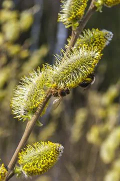 Blooming fluffy willow branches in spring close-up on nature. Vintage muted t Stock Photos