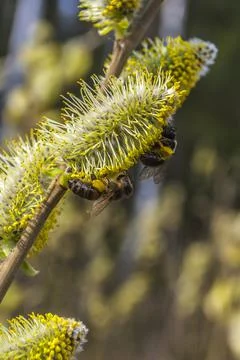 Blooming fluffy willow branches in spring close-up on nature. Vintage muted t Stock Photos