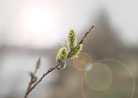 Blooming fluffy willow branches in spring close-up with soft focus on natur.. Stock Photos