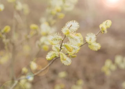 Blooming fluffy willow branches in spring close-up with soft focus on natur.. Stock Photos