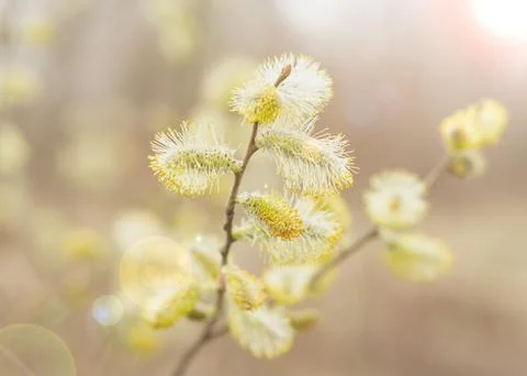 Blooming fluffy willow branches in spring close-up with soft focus on natur.. Stock Photos
