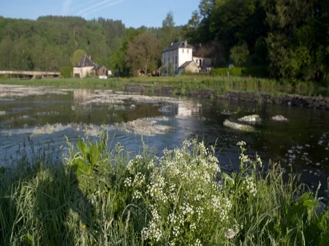 Blooming flute herb in front of the Semois river Ardennes, Belgium Stock Footage 76202737