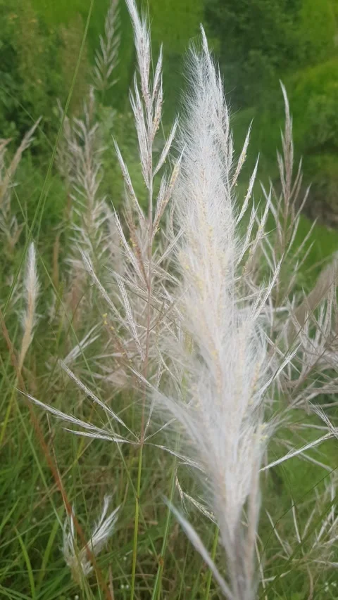 Blooming 動画素材 138508470