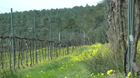 Blooming forest flowers. Slow motion. Grapes plants. Stock Footage 2555150
