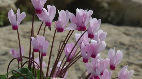 Blooming forest flowers. Slow motion. Cyclamen Persicum.  Stock Footage 2557879