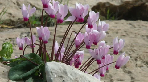 Blooming forest flowers. Slow motion. Cyclamen Persicum.  Stock Footage 2558637