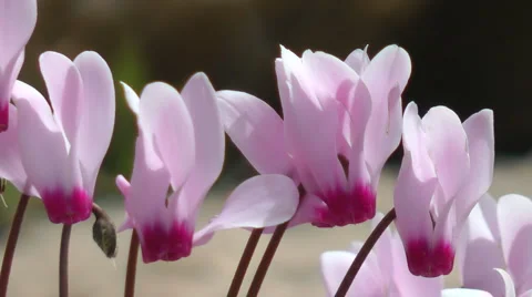 Blooming forest flowers. Slow motion. Cyclamen Persicum.  Stock Footage 2559001