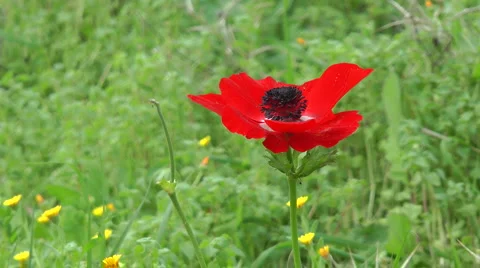 Blooming forest flowers. Slow motion. Anemone coronaria. Stock Footage 2559790