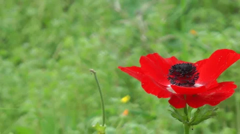Blooming forest flowers. Slow motion. Anemone coronaria. Stock Footage 2560114