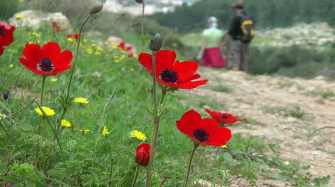 Blooming forest flowers. Slow motion. Anemone coronaria. Stock Footage 2560987