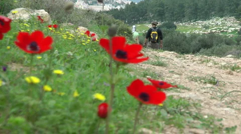 Blooming forest flowers. Slow motion. Anemone coronaria. Stock Footage 2562123