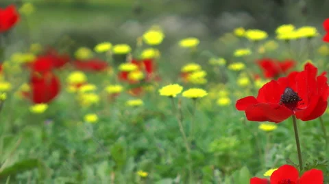 Blooming forest flowers. Slow motion. Anemone coronaria. Stock Footage 2562533