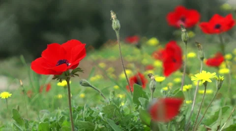 Blooming forest flowers. Slow motion. Anemone coronaria. Stock Footage 2563010