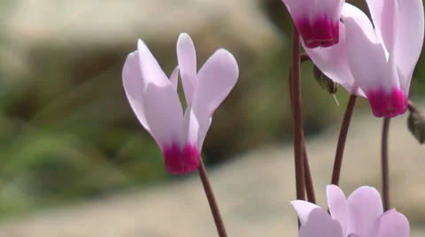 Blooming forest flowers. Slow motion. Cyclamen Persicum.  Stock Footage 2846123