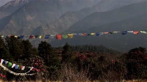 Blooming forest in Himalayan mountains Video stock 67647395